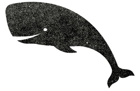 whale solo LARGE ciff