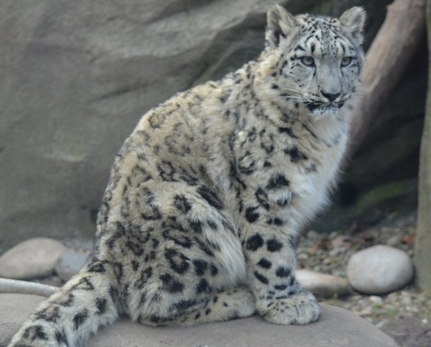 snow-leopard-cubs-to-leave-akron-akron-life-magazine-akron-ohio